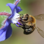 Abeille butinant une bourrache officinale