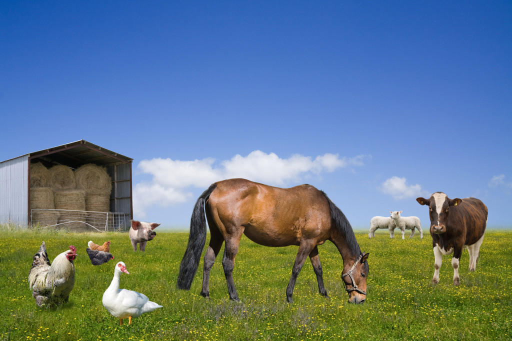 Farm animals grazing