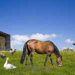 Farm animals grazing