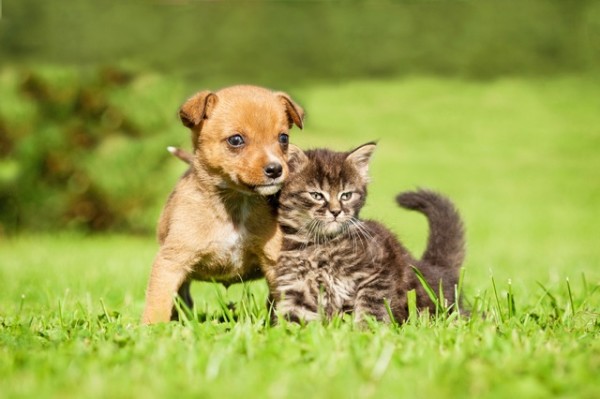 Petits animaux domestiques "EM" Suisse romande
