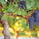 Red wine grapes on old grape vine