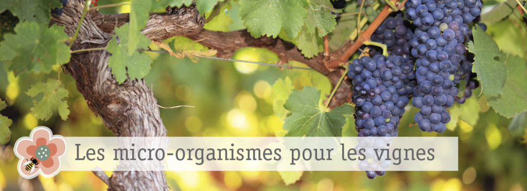 vignes_EM